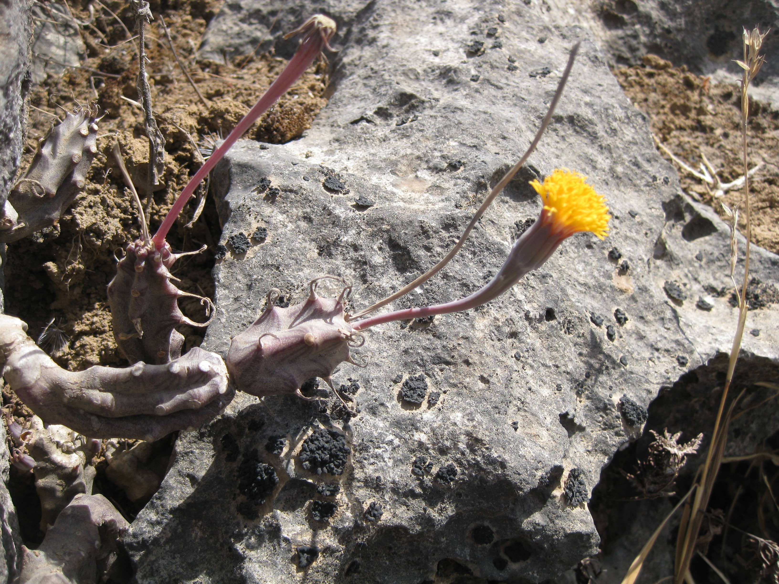 Plant Image